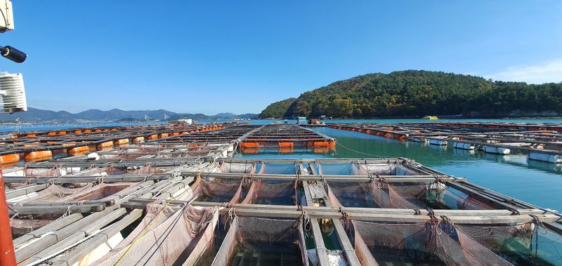 오늘도행복님의 장터 판매 상품 [여수참전복 1kg부터] 첨부 사진