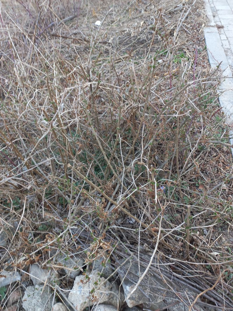 강정순님의 장터 판매 상품 [구기자묘목] 첨부 사진