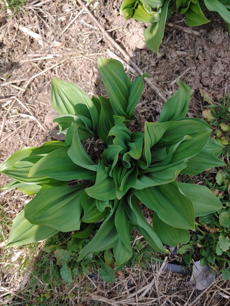 장터 상품 [산마늘(명이나물)눈개승마판매] 썸네일