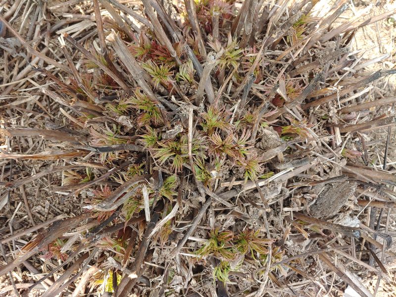 윤정숙님의 장터 판매 상품 [산마늘(명이나물)눈개승마판매] 첨부 사진