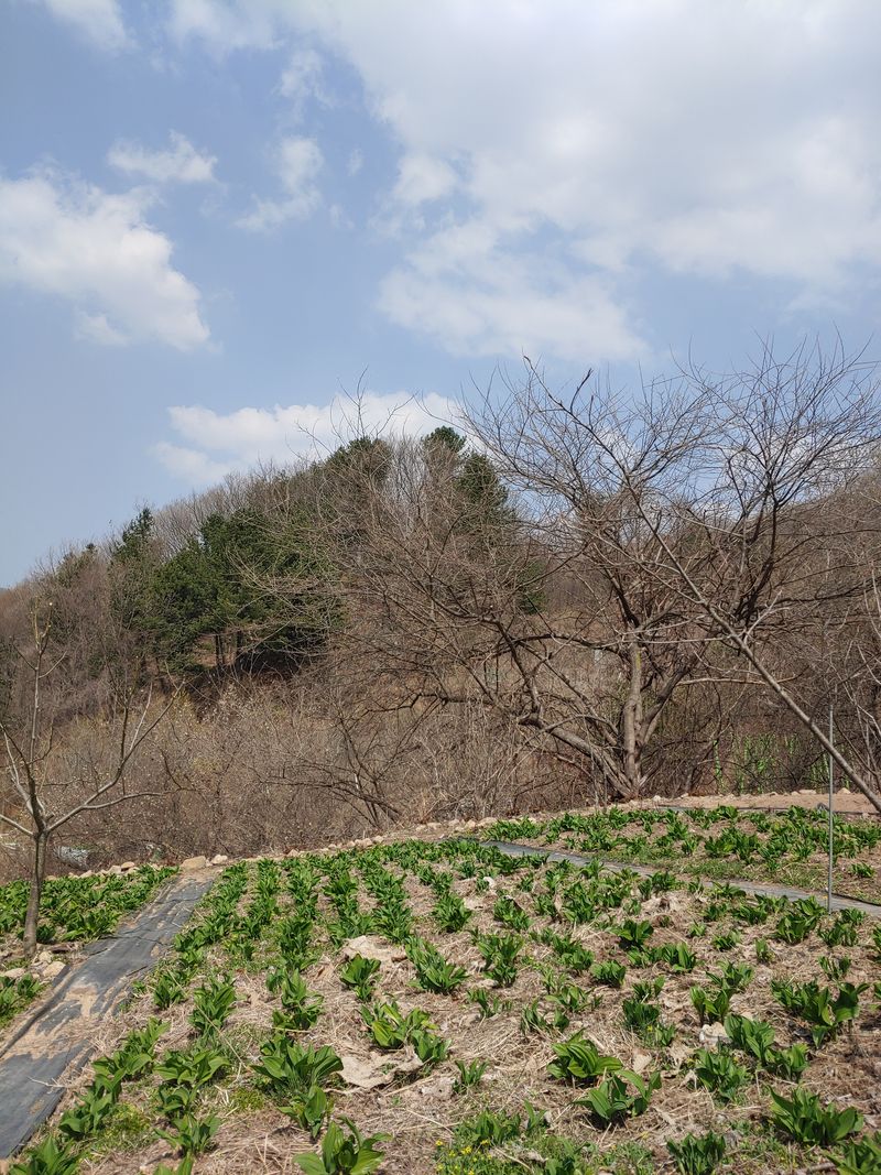 윤정숙님의 장터 판매 상품 [산마늘(명이나물)눈개승마판매] 첨부 사진