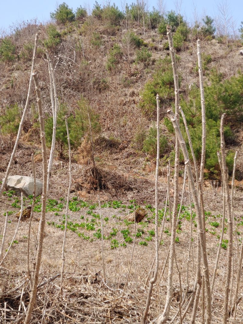 윤정숙님의 장터 판매 상품 [산마늘(명이나물)눈개승마판매] 첨부 사진
