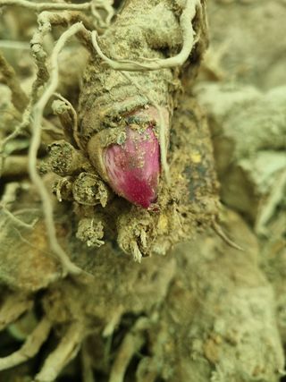 이호성님의 두릅 · 품종•종자 작성글 사진