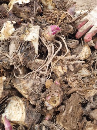 이호성님의 두릅 · 품종•종자 작성글 사진