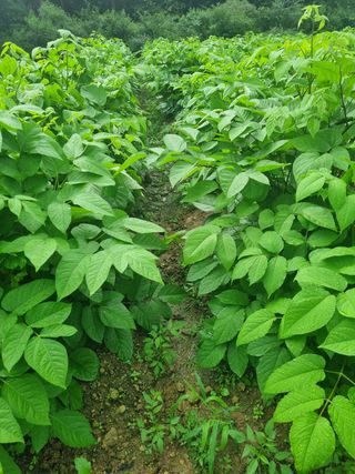 이호성님의 두릅 · 품종•종자 작성글 사진