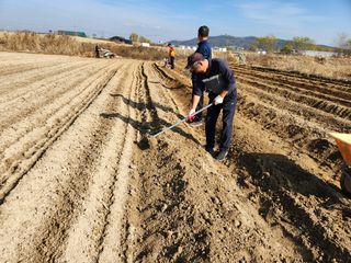 이호성님의 두릅 · 품종•종자 작성글 사진