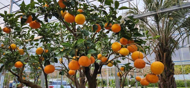 장터 상품 [병아리 부화기] 썸네일