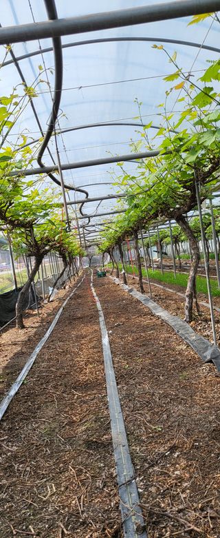 진잠농원님의 포도 · 자유게시판 작성글 사진