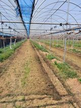 팜모닝 포도·자유게시판 게시글 이미지