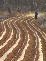 팜모닝 감자·자유게시판 게시글 이미지