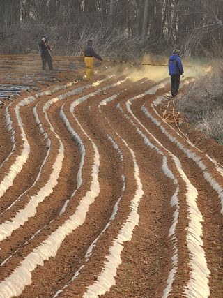 it농부님의 감자 · 자유게시판 작성글 사진