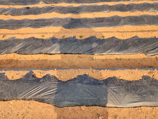 it농부님의 감자 · 자유게시판 작성글 사진