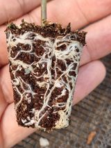 팜모닝 고추·일상 게시글 이미지