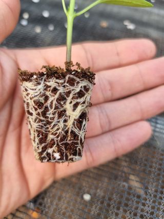 수박씨님의 고추 · 일상 작성글 사진