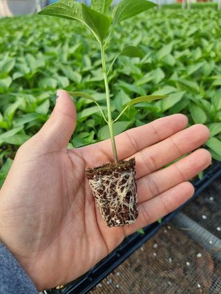 수박씨님의 고추 · 일상 작성글 사진