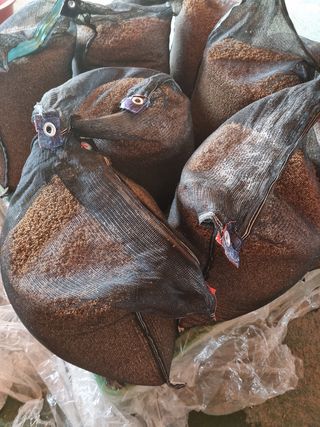 오학봉(멀티팜)님의 벼 · 자유게시판 작성글 사진