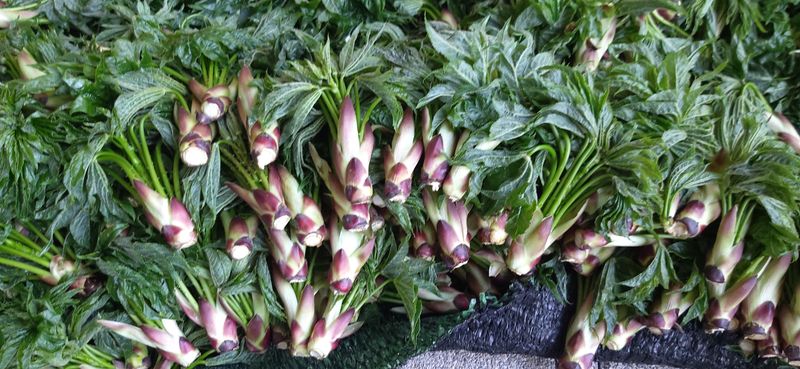 장터 상품 [엄나무나무순 1kg] 썸네일