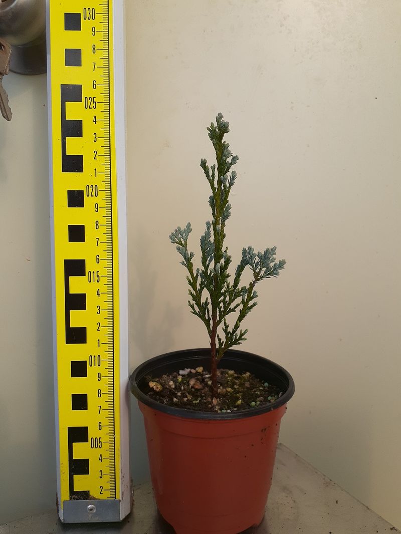 장터 상품 [문그로우 묘목 2,000주] 썸네일