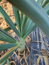 팜모닝 양파·자유게시판 게시글 이미지