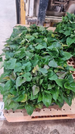 김동수님의 고구마 · 자유게시판 작성글 사진