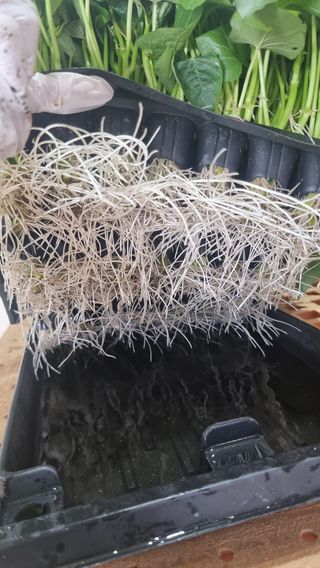 김동수님의 고구마 · 자유게시판 작성글 사진