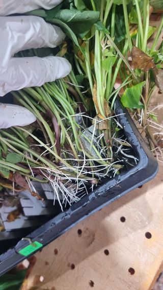 김동수님의 고구마 · 자유게시판 작성글 사진