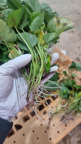 김동수님의 고구마 · 자유게시판 작성글 사진