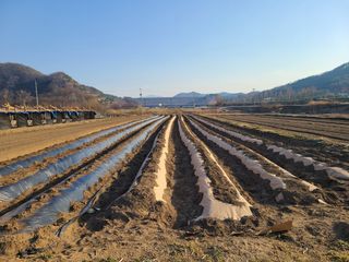 힐링나마시님의 감자 · 자유게시판 작성글 사진