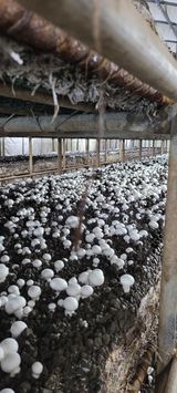 팜모닝 버섯·수확 게시글 이미지