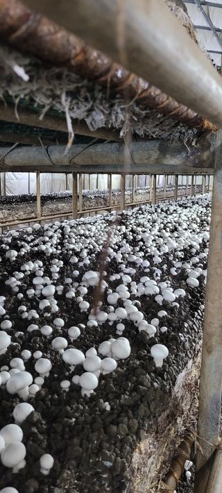 윤용관님의 버섯 · 수확 작성글 사진