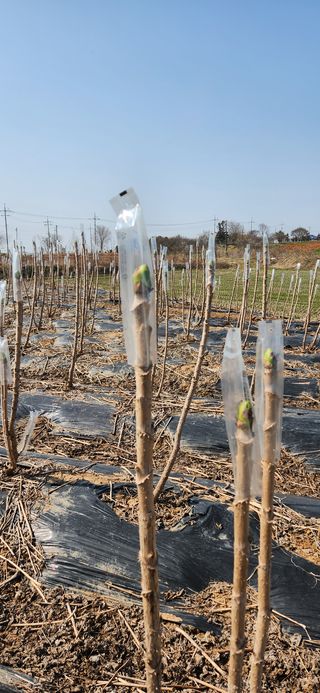 부안아낙네님의 두릅 · 일상 작성글 사진