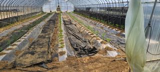 매실20450님의 고추 · 일상 작성글 사진