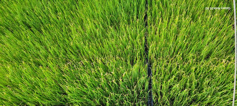 양지모종님의 장터 판매 상품 [상추, 봄배추, 부추, 대파 외] 첨부 사진