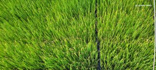 양지모종님의 작성글 사진