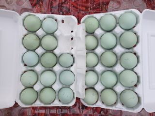 염소농장.강성두님의 작성글 사진