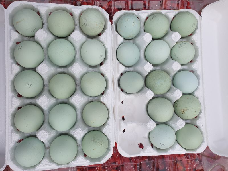 염소농장.강성두님의 장터 판매 상품 [유정란,청계알] 첨부 사진