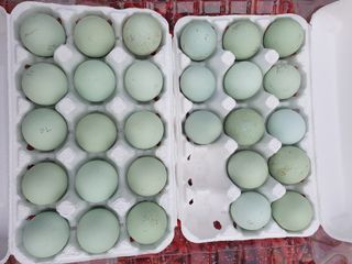 염소농장.강성두님의 작성글 사진