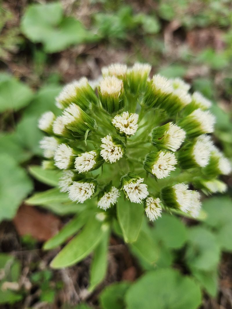 장터 상품 [머위종근1kg] 썸네일