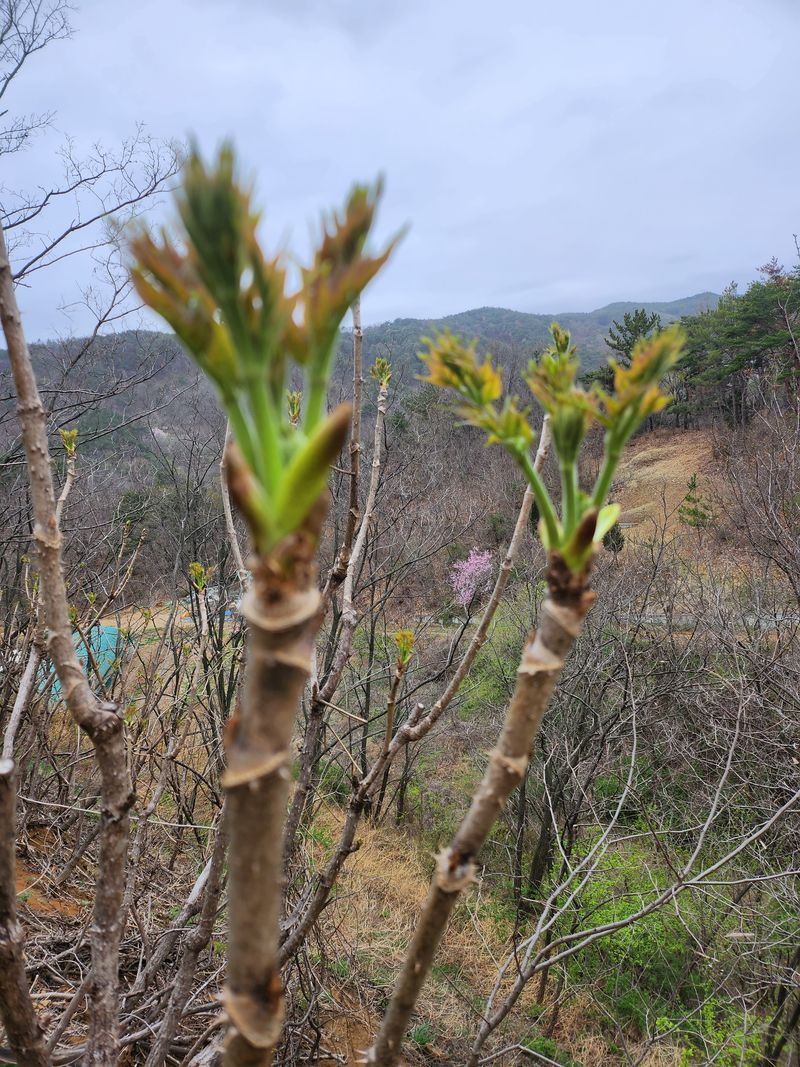 장터 상품 [두릅(1키로)] 썸네일