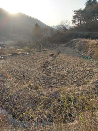 올리브 농장님의 콩 · 자유게시판 작성글 사진