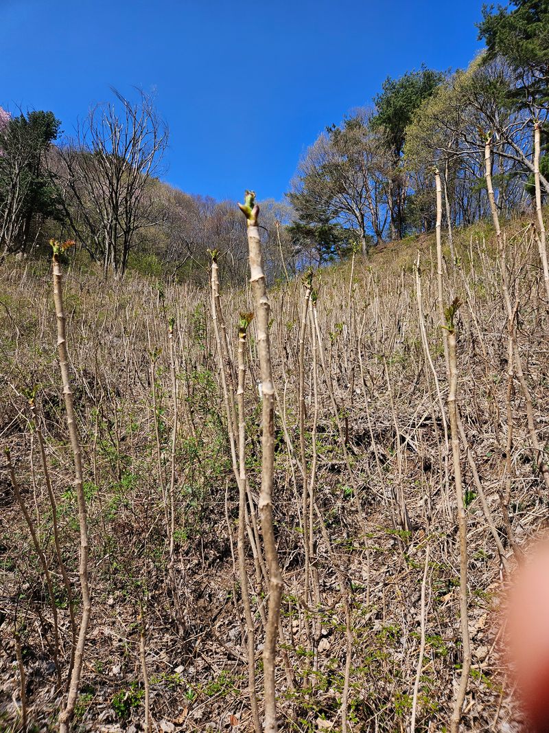 정완희 님의 장터 판매 상품 [두릅 1키로] 첨부 사진