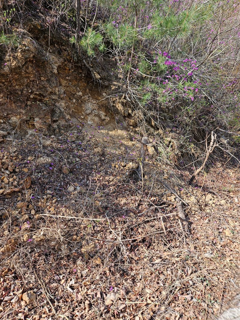 정완희 님의 장터 판매 상품 [두릅 1키로] 첨부 사진