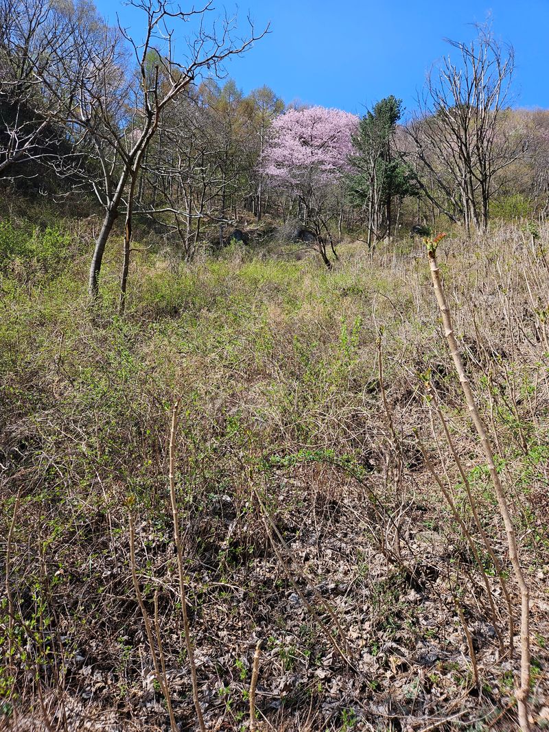 정완희 님의 장터 판매 상품 [두릅 1키로] 첨부 사진