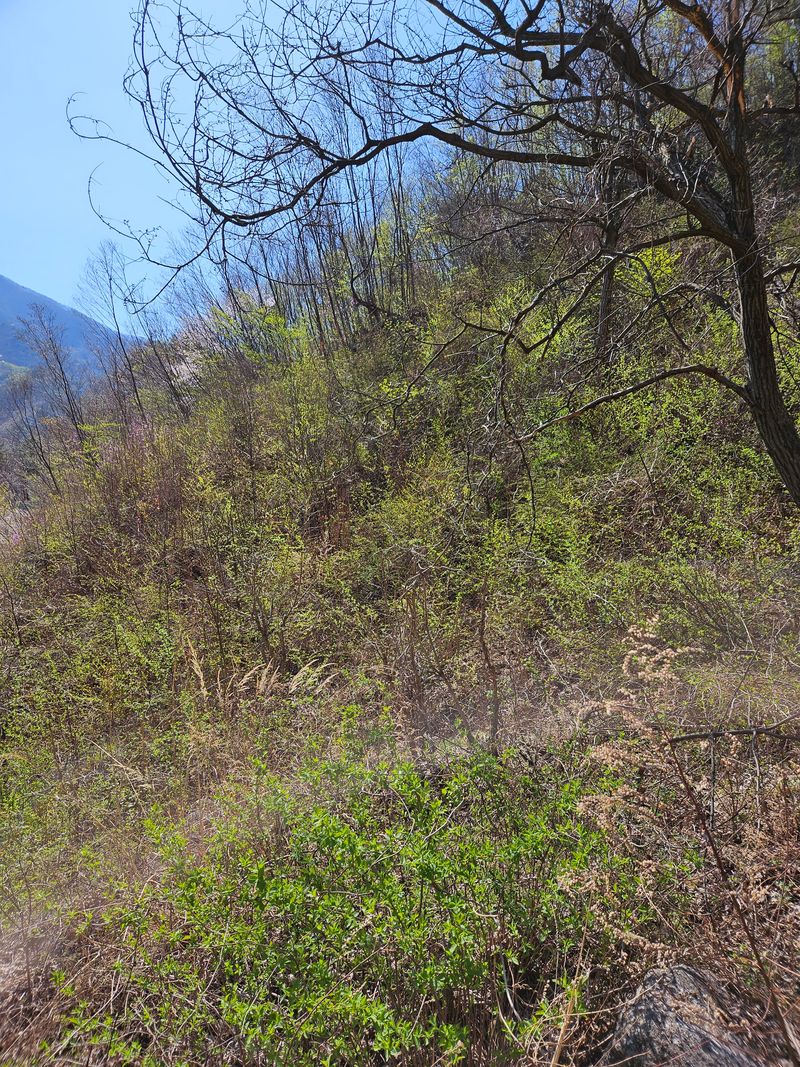 정완희 님의 장터 판매 상품 [두릅 1키로] 첨부 사진