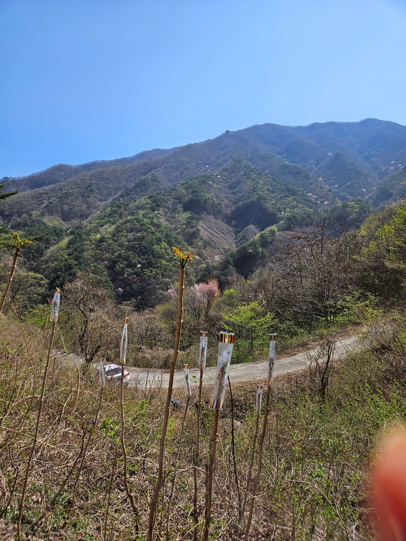 정완희 님의 장터 판매 상품 [두릅 1키로] 첨부 사진