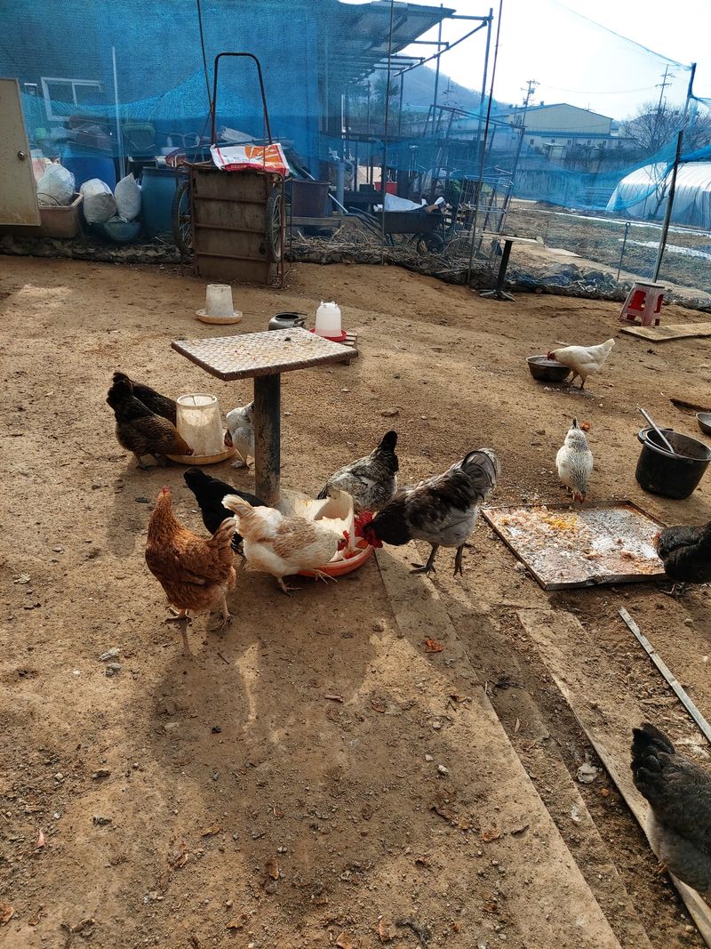 장터 상품 [유정란 ] 썸네일