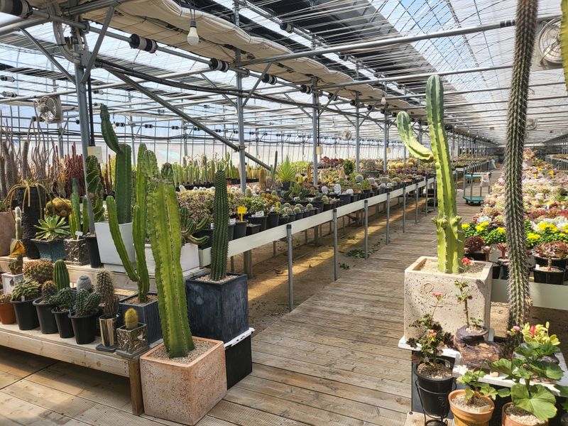 낭만농부님의 장터 판매 상품 [다육이종류] 첨부 사진