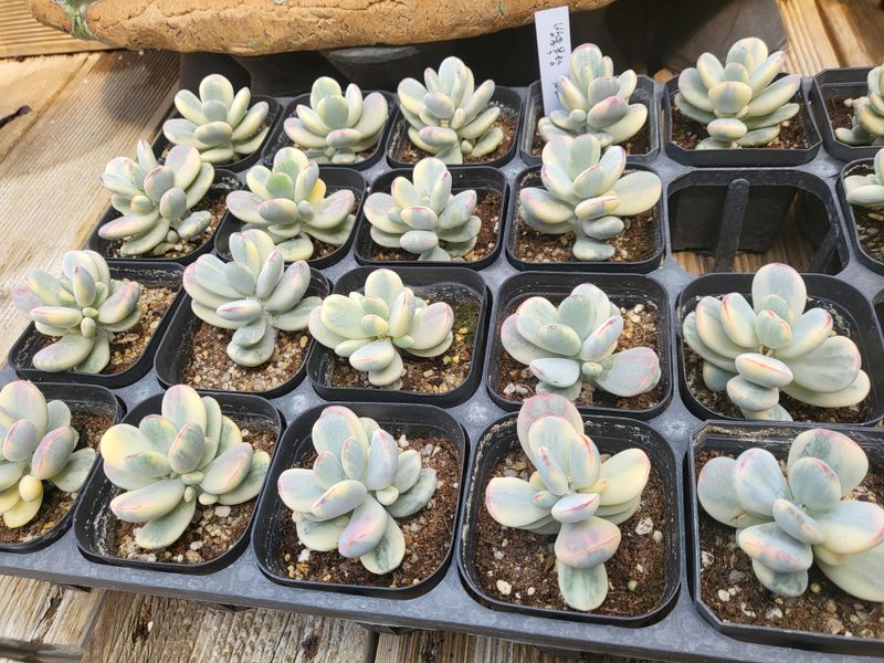 낭만농부님의 장터 판매 상품 [다육이종류] 첨부 사진