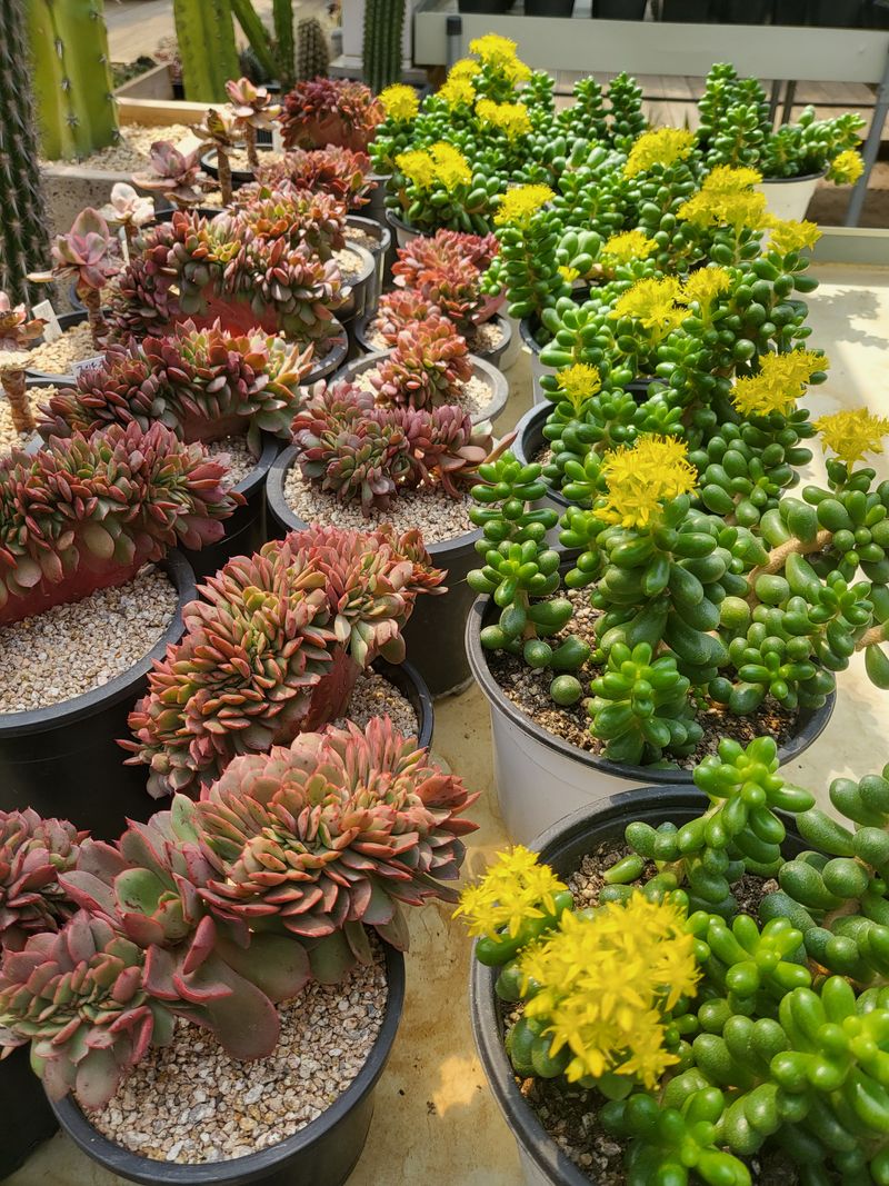 낭만농부님의 장터 판매 상품 [다육이종류] 첨부 사진