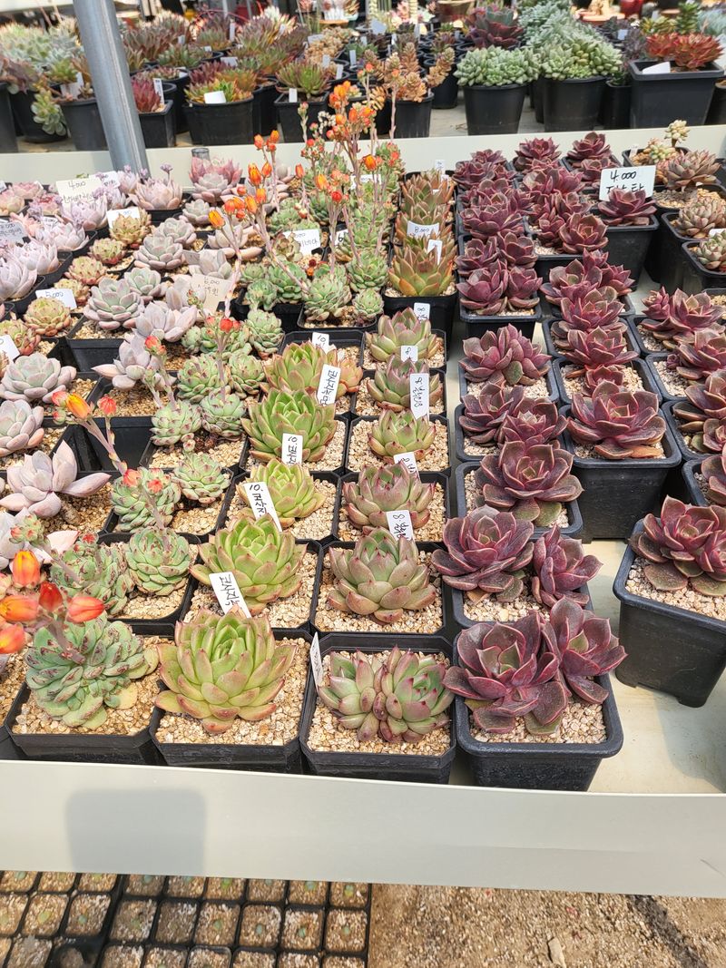 낭만농부님의 장터 판매 상품 [다육이종류] 첨부 사진